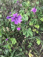 Malva sylvestris