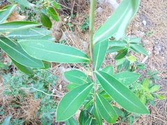 Bupleurum fruticosum