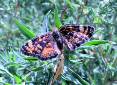 Phyciodes tharos orantain