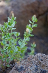 Brickellia greenei