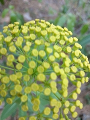 Bupleurum fruticosum