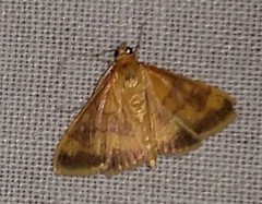 Pyrausta rubricalis