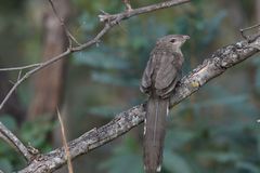 Taccocua leschenaultii