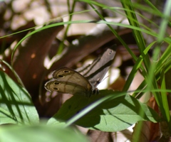 Megisto cymela cymela