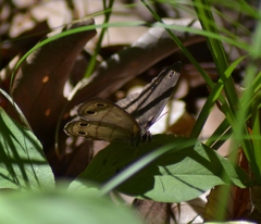 Megisto cymela cymela