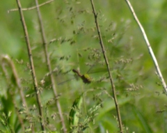 Ophiogomphus rupinsulensis