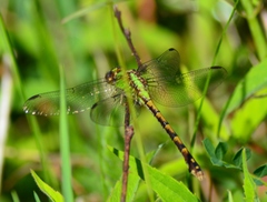 Ophiogomphus rupinsulensis