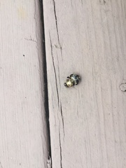 Xylocopa virginica