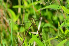 Ophiogomphus rupinsulensis