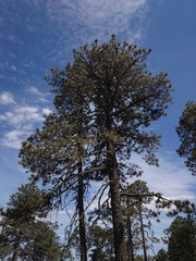 Pinus hartwegii