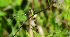 Ophiogomphus rupinsulensis