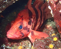 Sebastes nigrocinctus