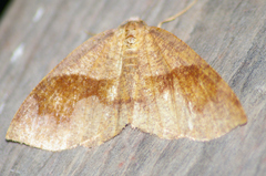 Plagodis pulveraria
