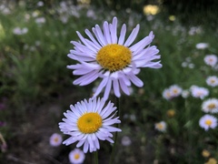 Erigeron aliceae