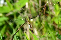 Ophiogomphus rupinsulensis