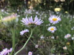 Erigeron aliceae