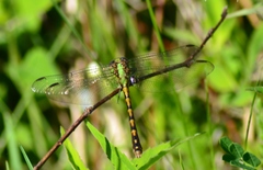 Ophiogomphus rupinsulensis