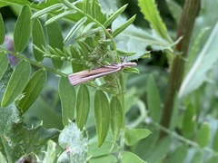 Agriphila selasella