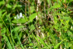 Ophiogomphus rupinsulensis