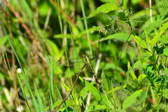 Ophiogomphus rupinsulensis