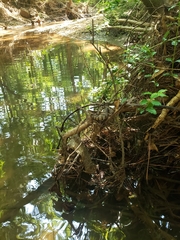 Nerodia sipedon pleuralis