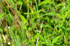Ophiogomphus rupinsulensis