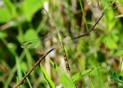 Ophiogomphus rupinsulensis