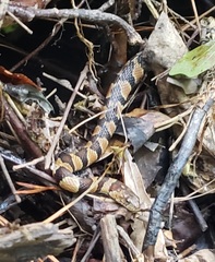 Nerodia sipedon pleuralis