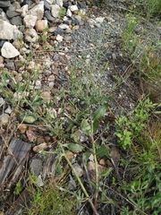 Chondrilla latifolia