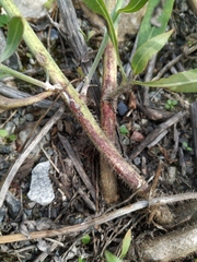 Chondrilla latifolia