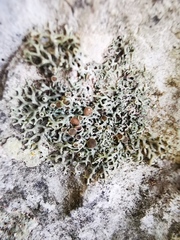 Speerschneidera euploca