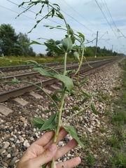 Chondrilla latifolia