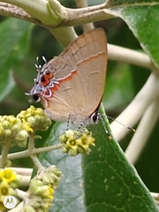 Calycopis origo