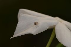 Diptera