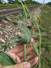 Chondrilla latifolia