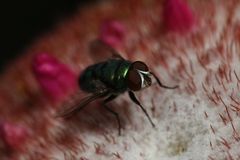 Diptera