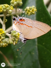 Calycopis origo