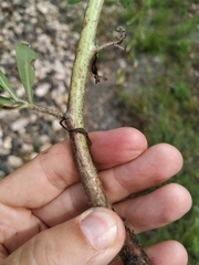 Chondrilla latifolia