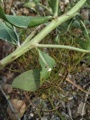 Chondrilla latifolia