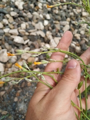 Chondrilla latifolia