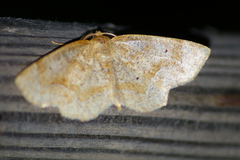 Metarranthis indeclinata