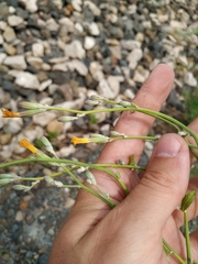 Chondrilla latifolia
