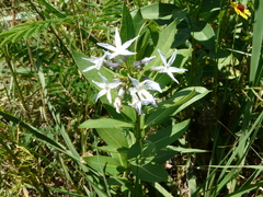 Amsonia