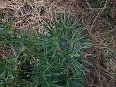 Lupinus cacuminis