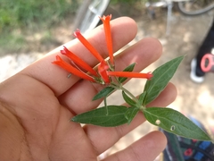 Bouvardia tenuifolia