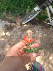 Bouvardia tenuifolia