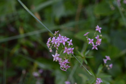 Reddish Bedstraw (Galium rubrum)
