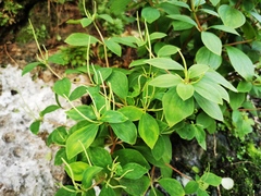Peperomia liebmannii