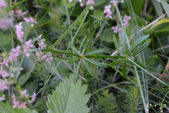 Galium rubrum