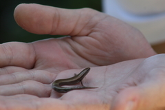 Ablepharus kitaibelii